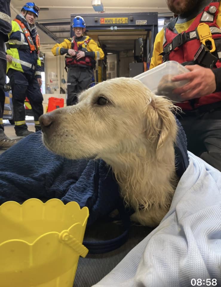 rescued dog wrapped into blanket