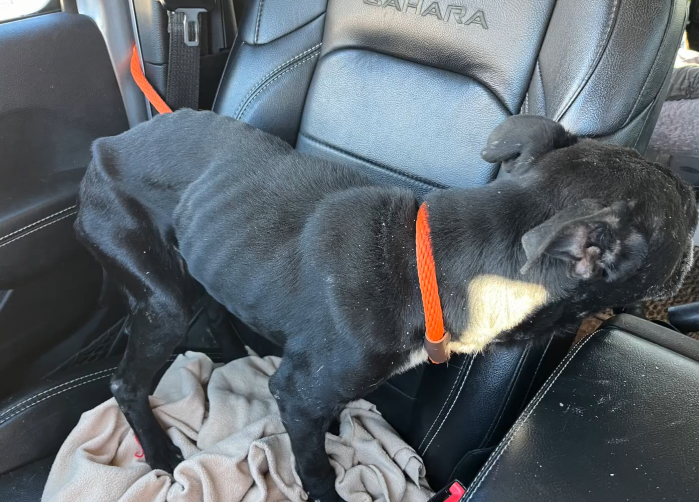 rescued pup in the car