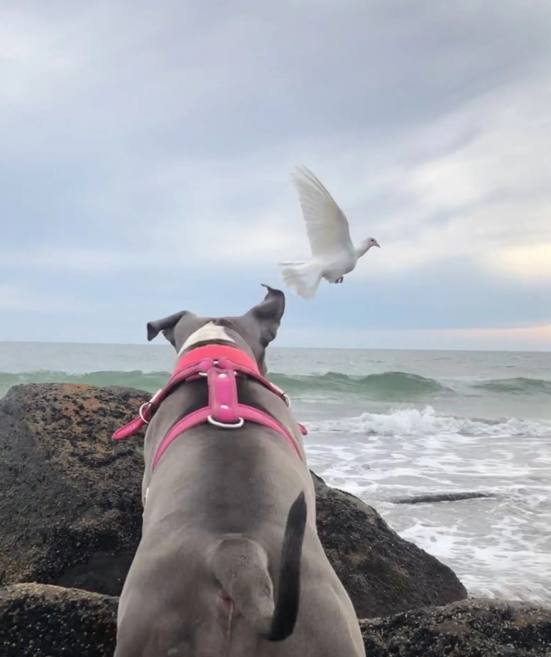 sad dog on the beach watching the sea