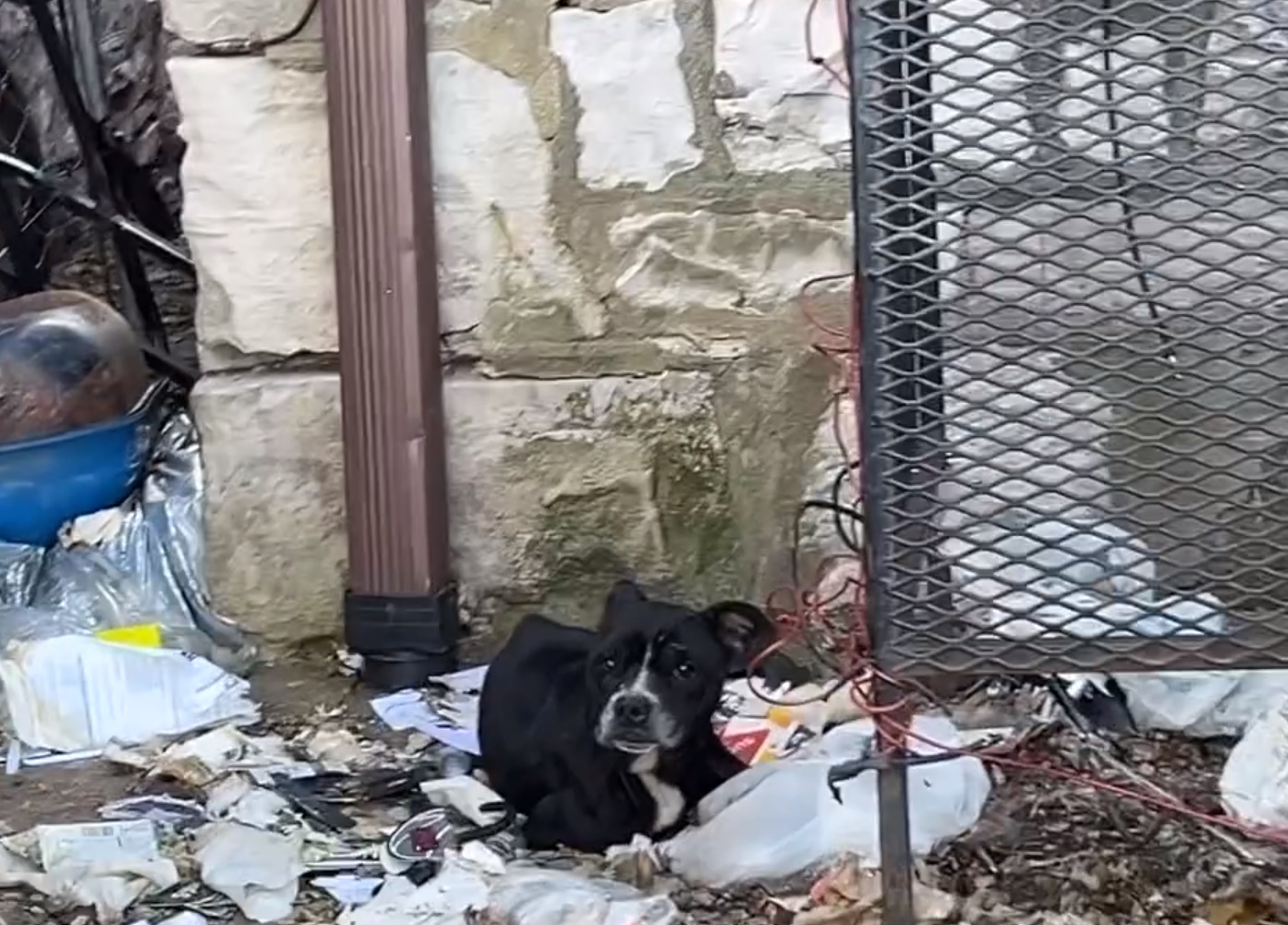 sad pup tied to a cage