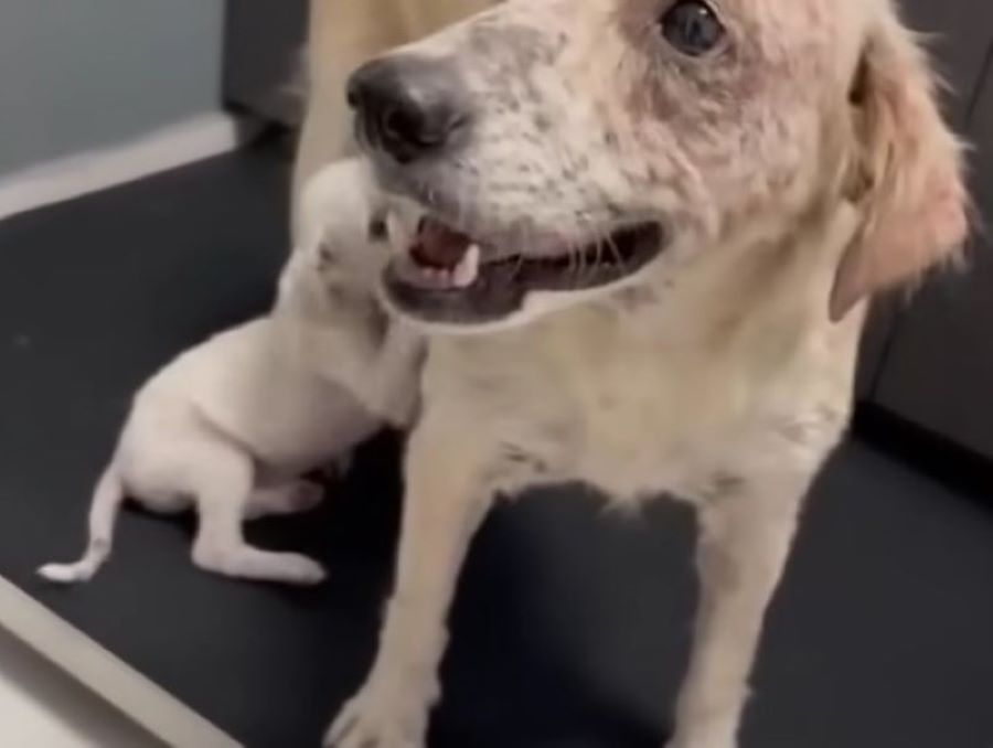 scar-face dog
