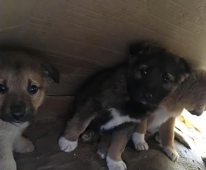 scared and sad puppies