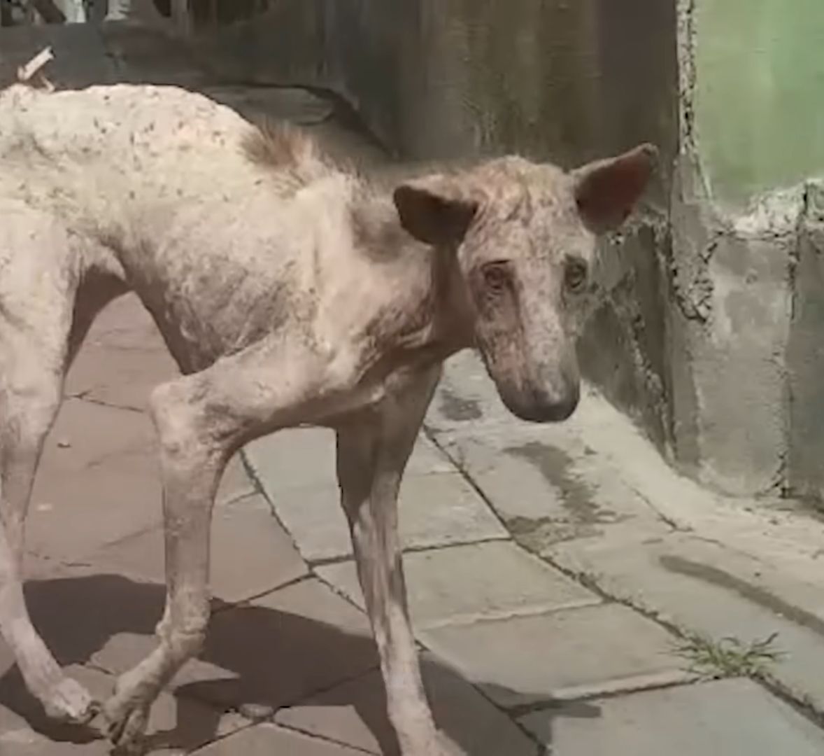 scared dog standing