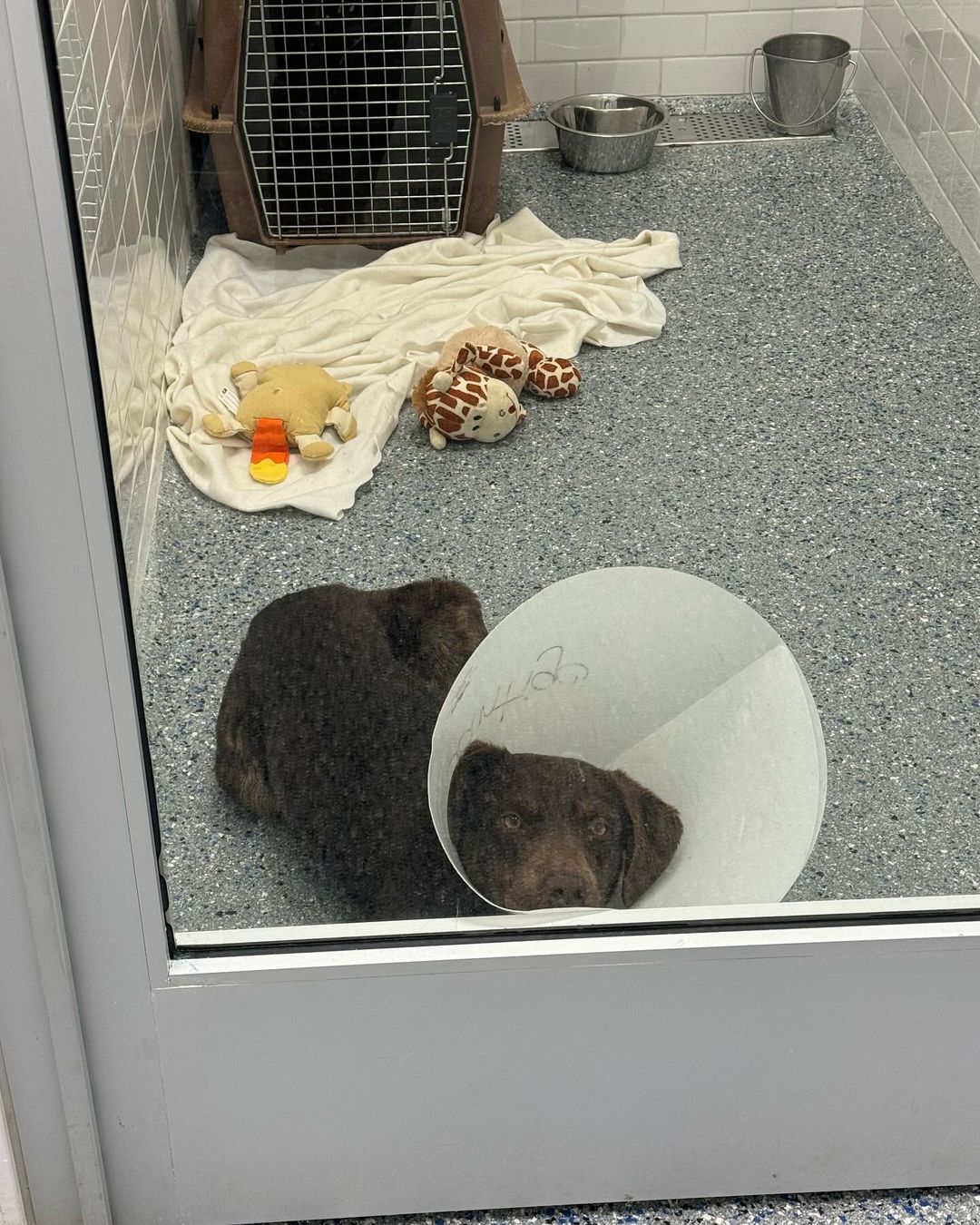 shelter dog wearing a cone