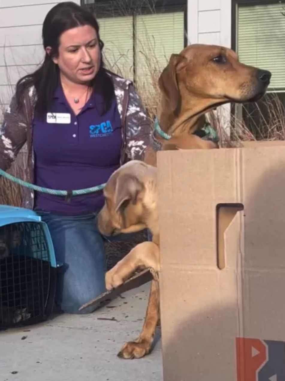 shelter worker with dogs in box