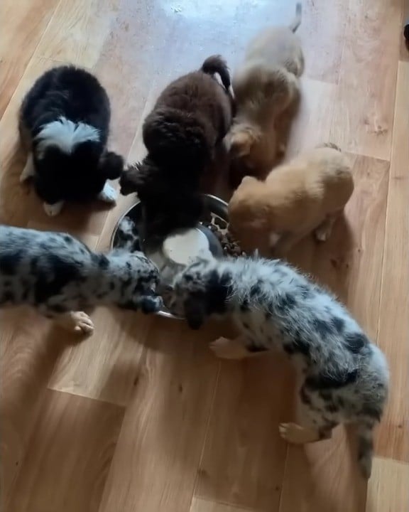 six puppies in house