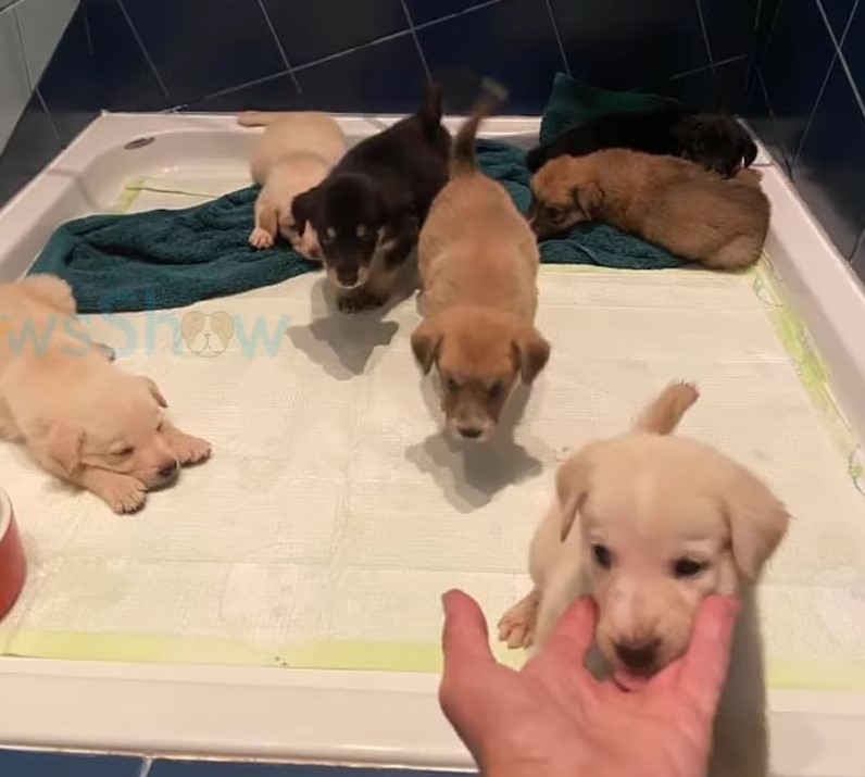 six puppies in the house