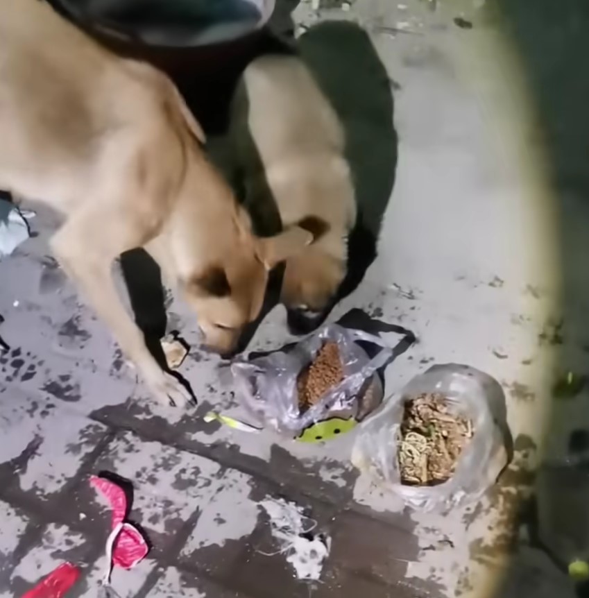 stray dogs eating