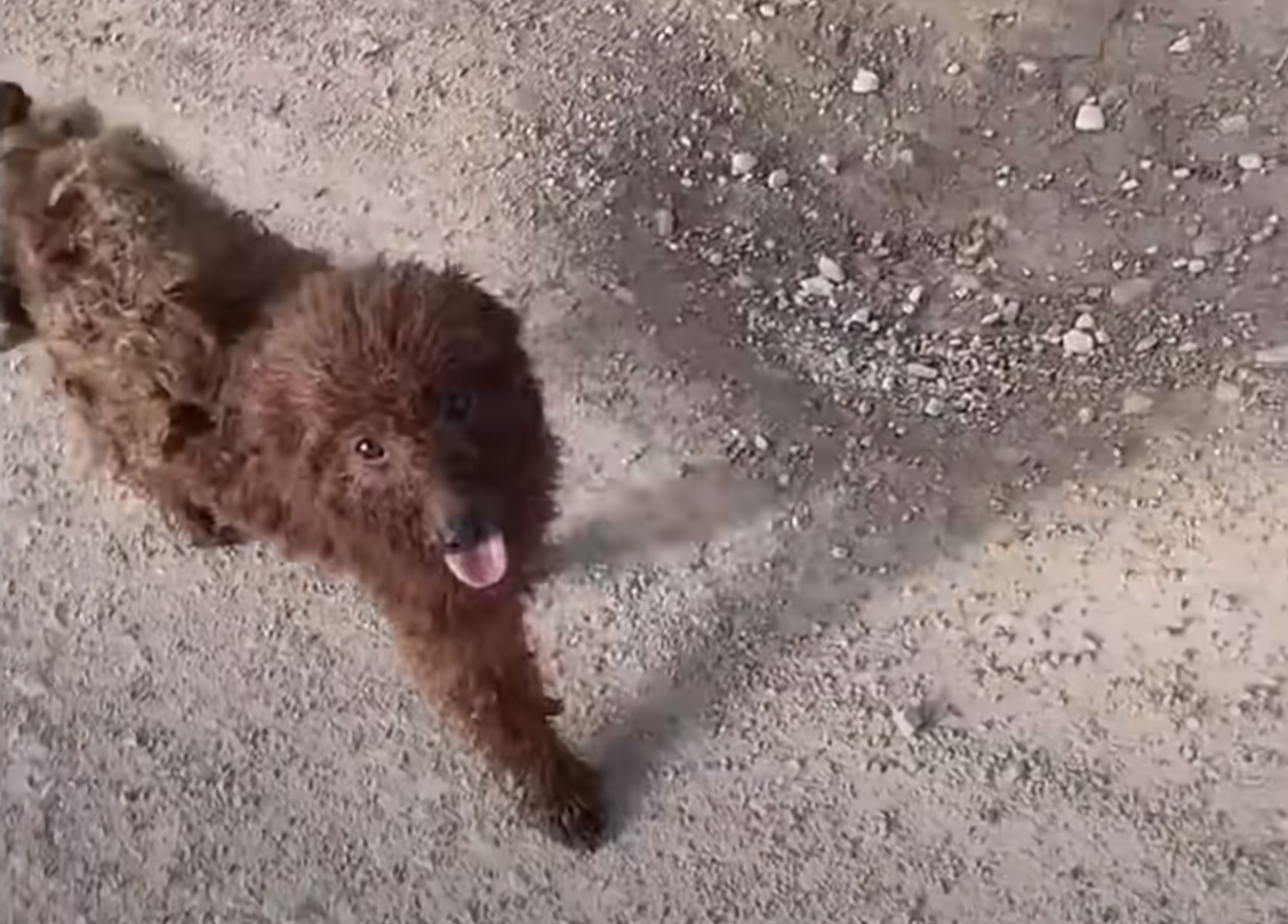 stray pup looking at the camera