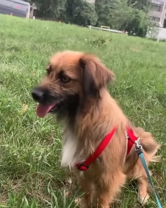 sweet brown dog on a blue leash