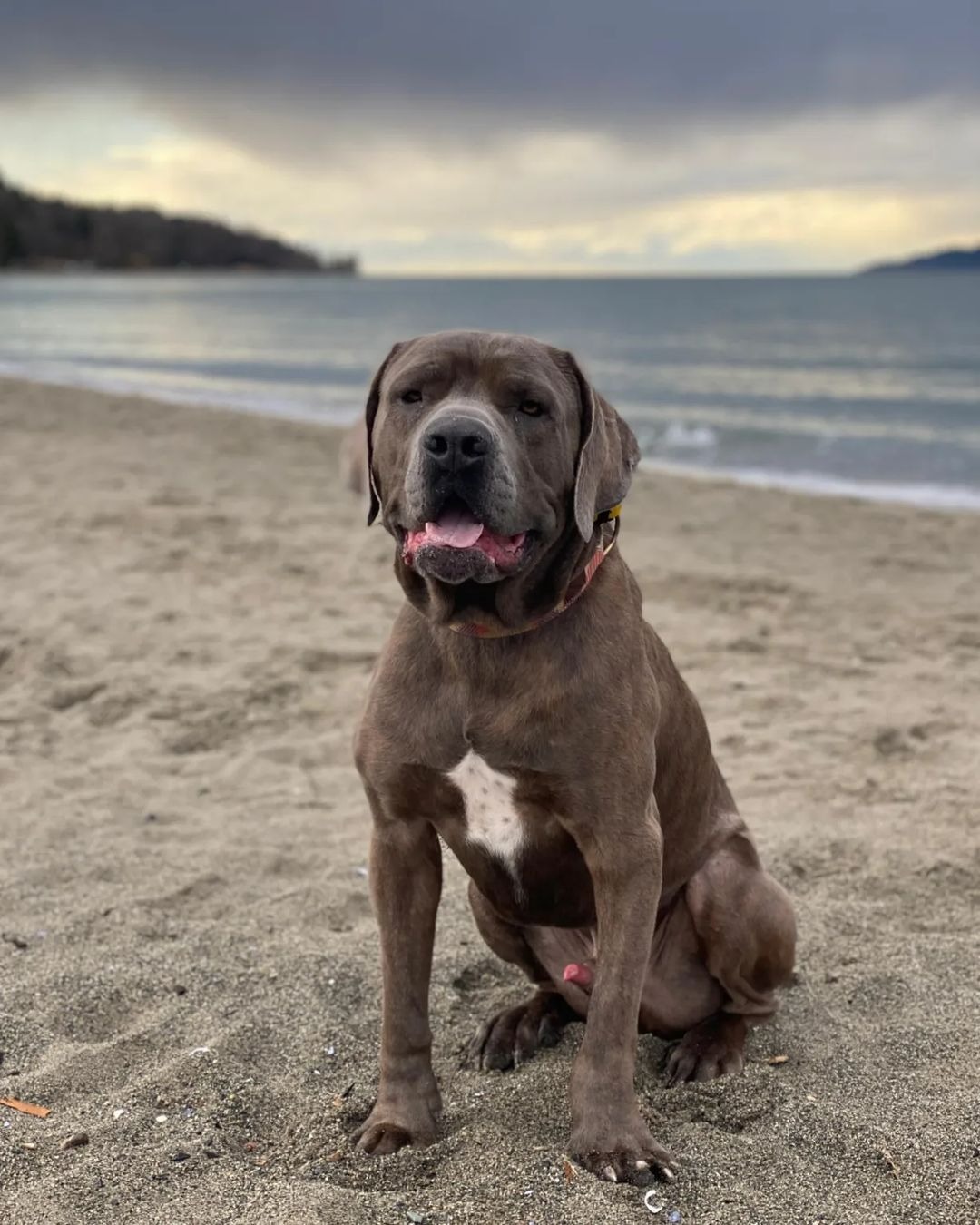 sweet dog on a beach