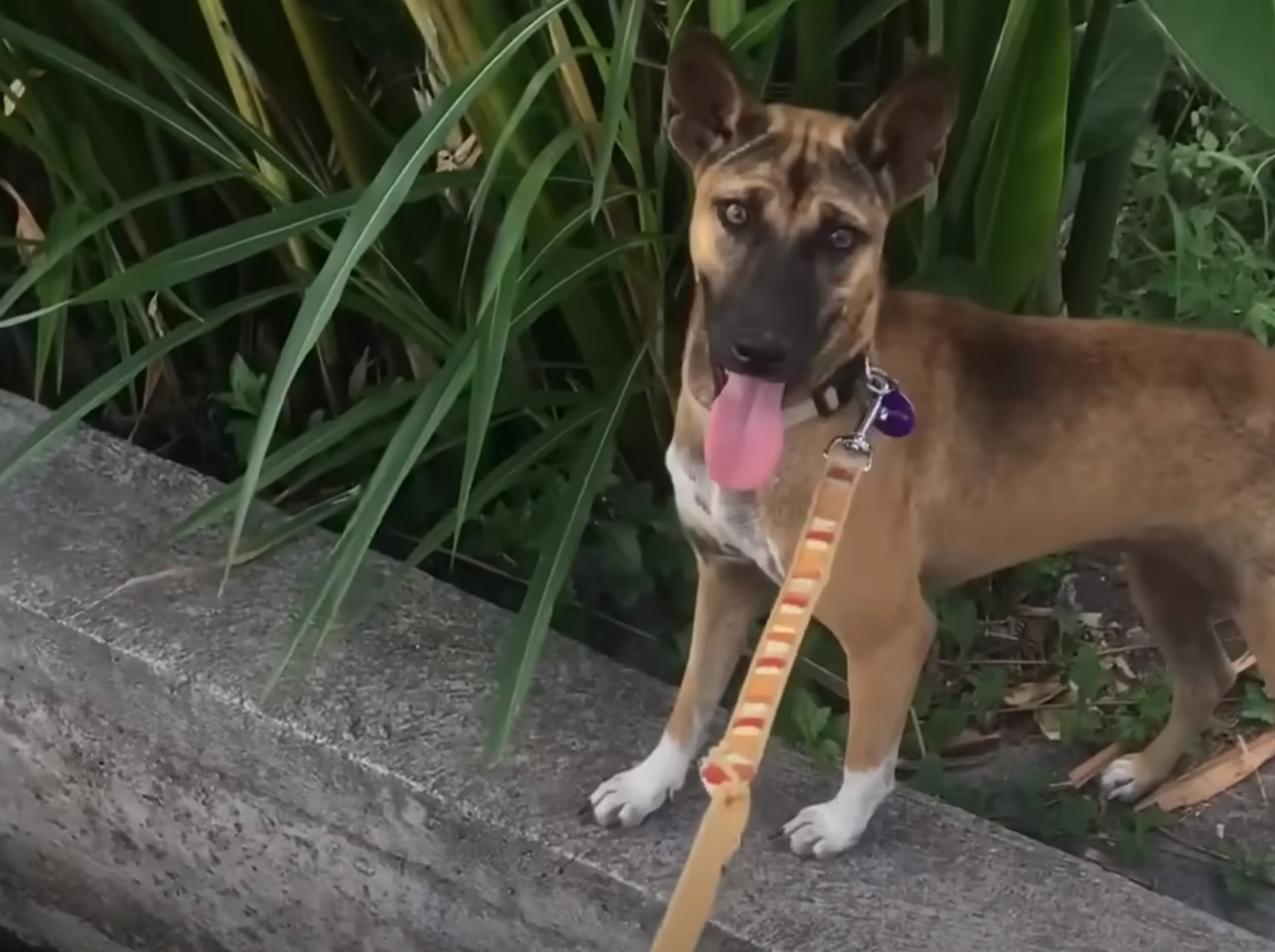 sweet dog with tongue out