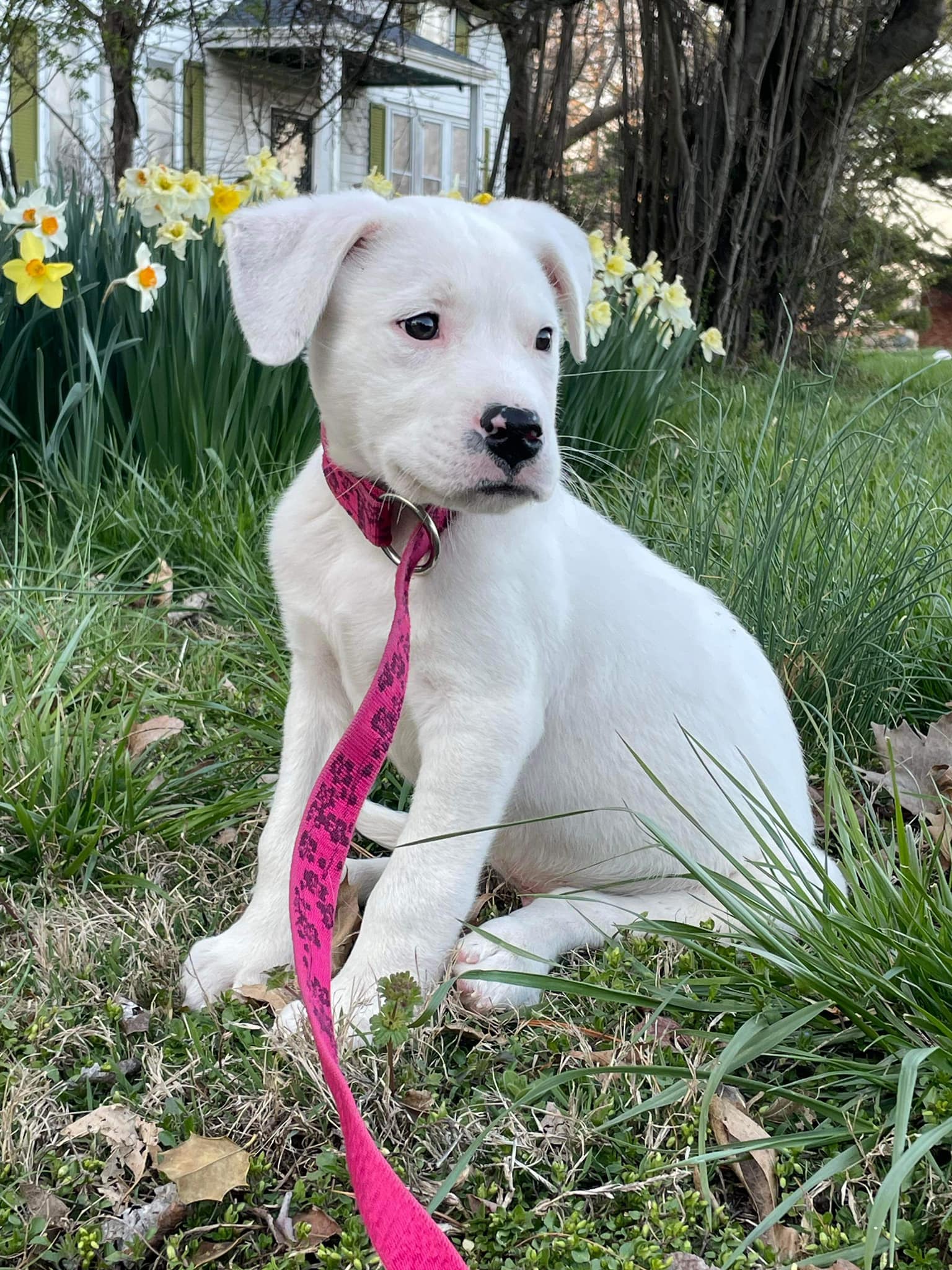sweet white puppy with red leash