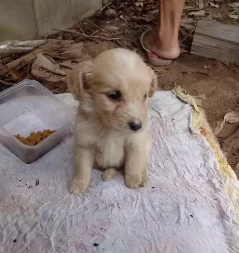 sweet white puppy