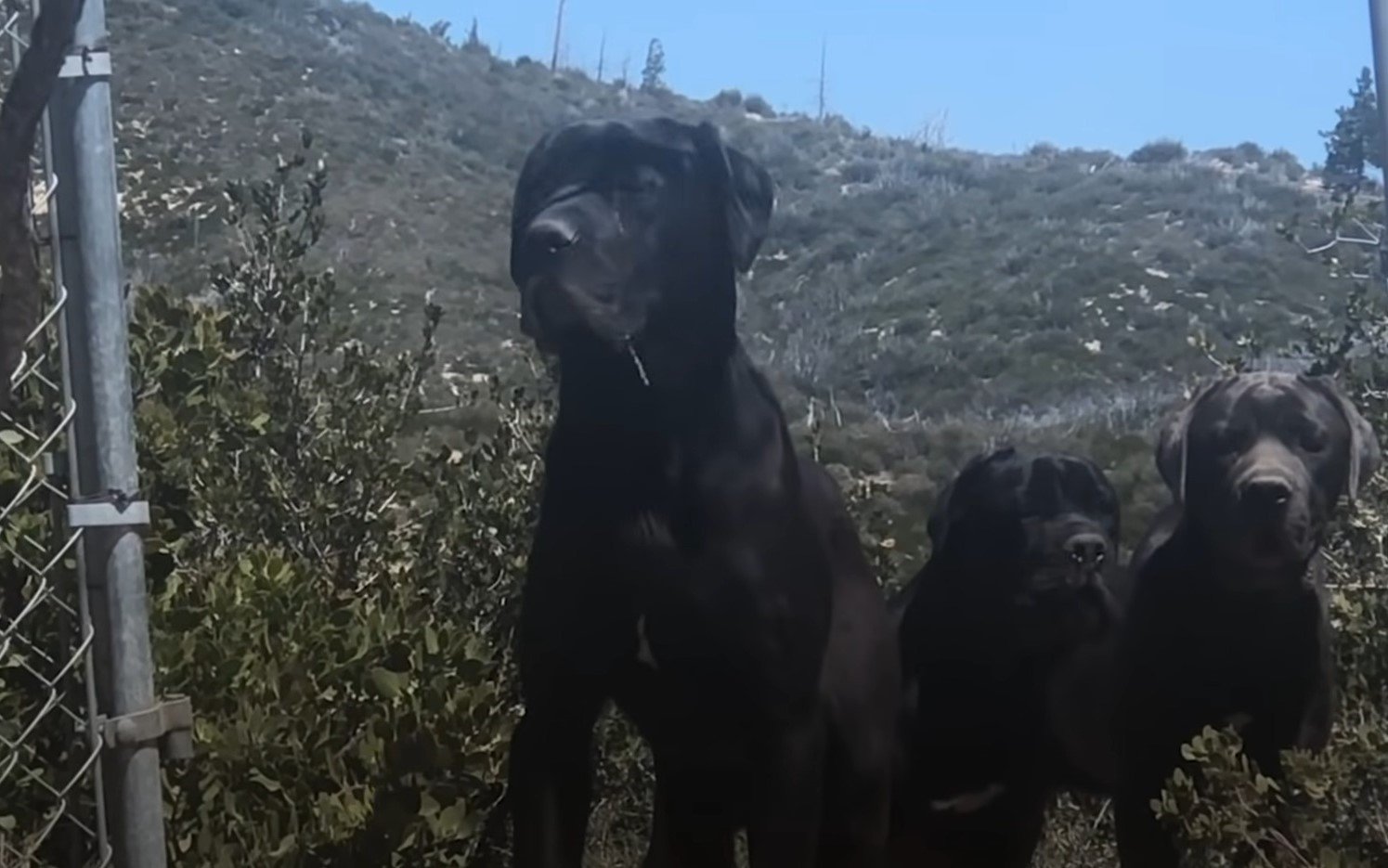 three black dogs