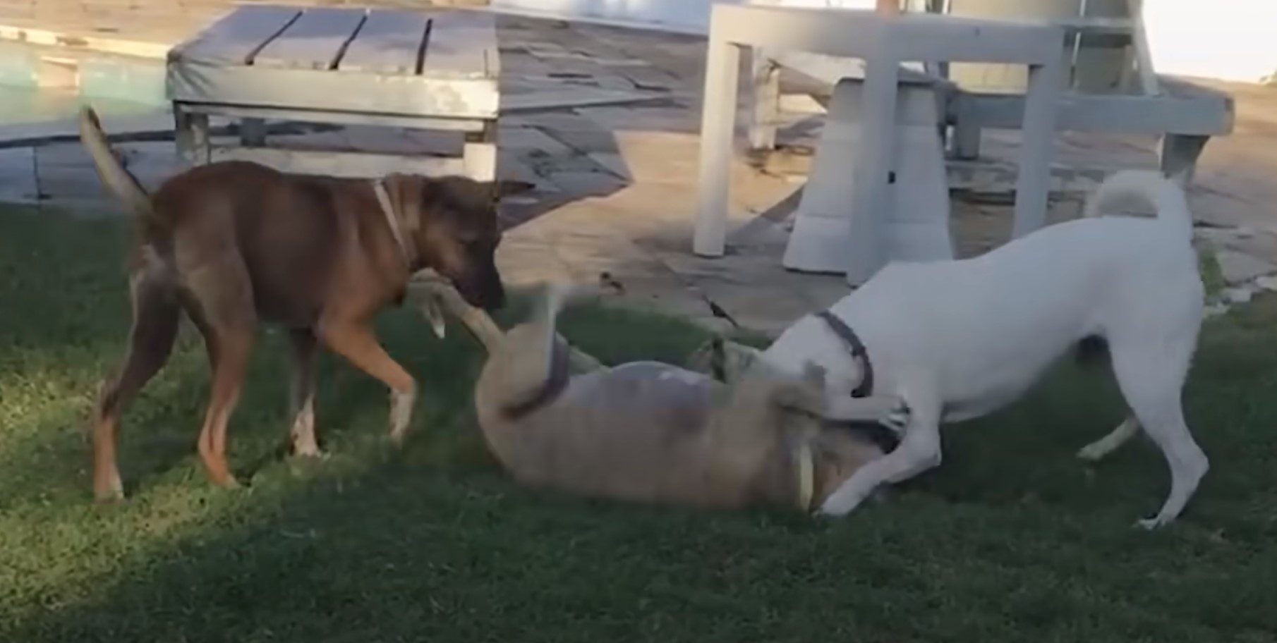 three dogs playing outside