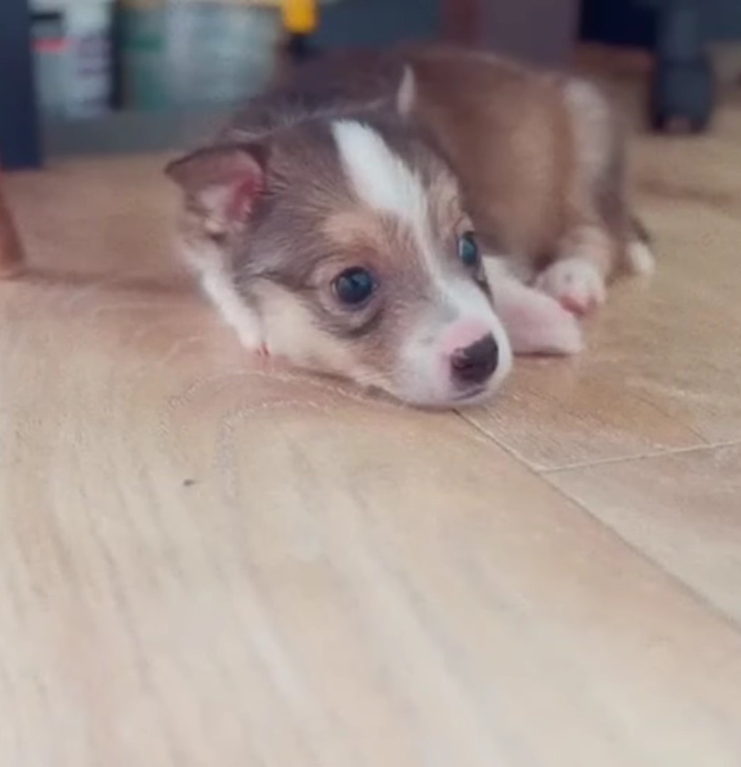 tiny cute puppy