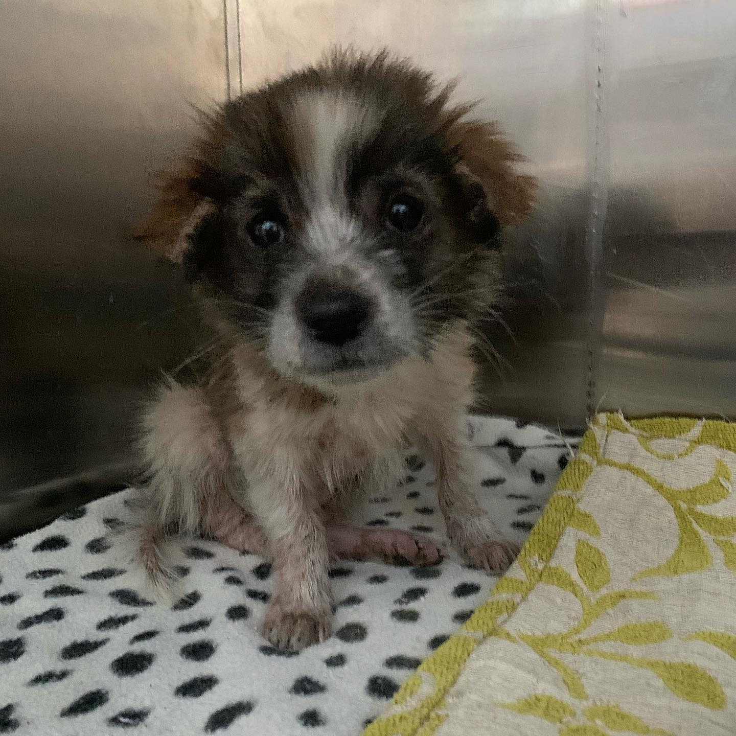 tiny puppy in a box