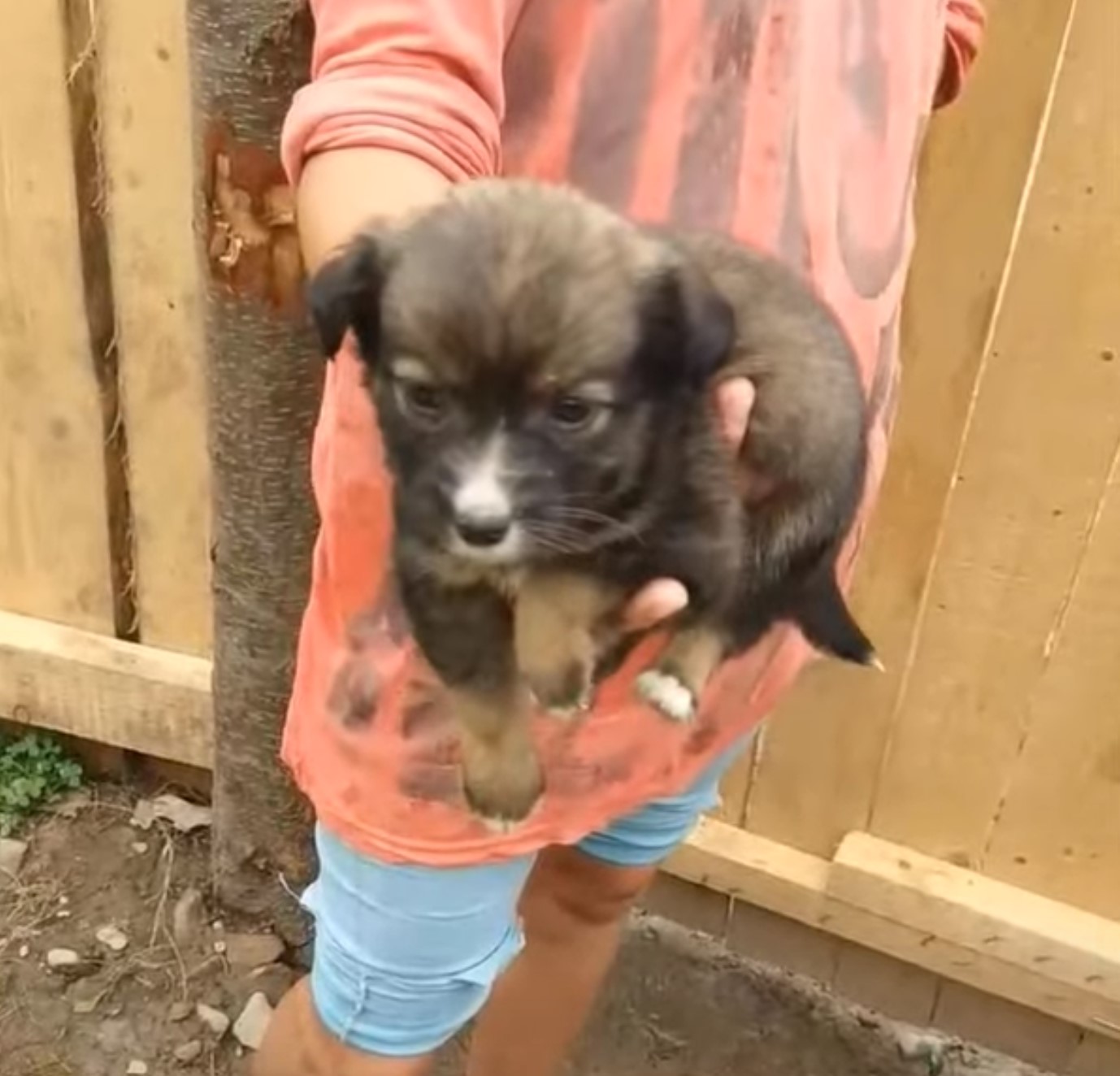tiny puppy in man's hand