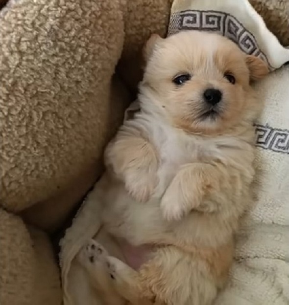 tiny puppy lying on its back