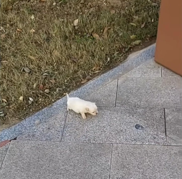 tiny puppy on the sidewalk