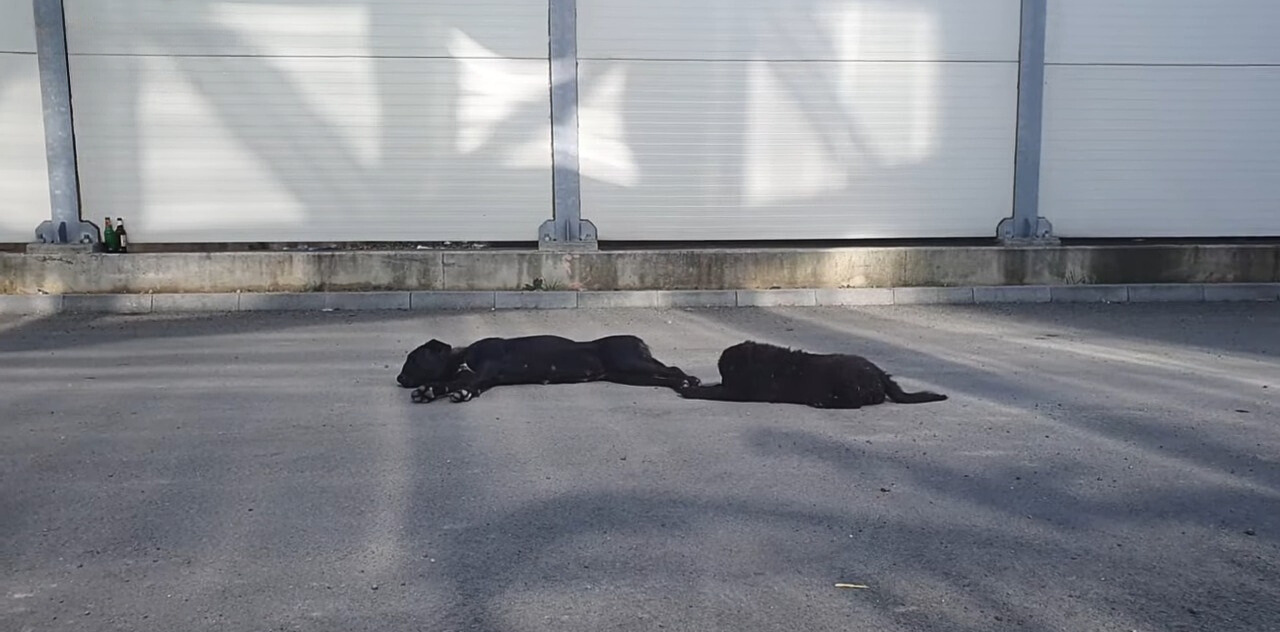 two abandoned black dogs
