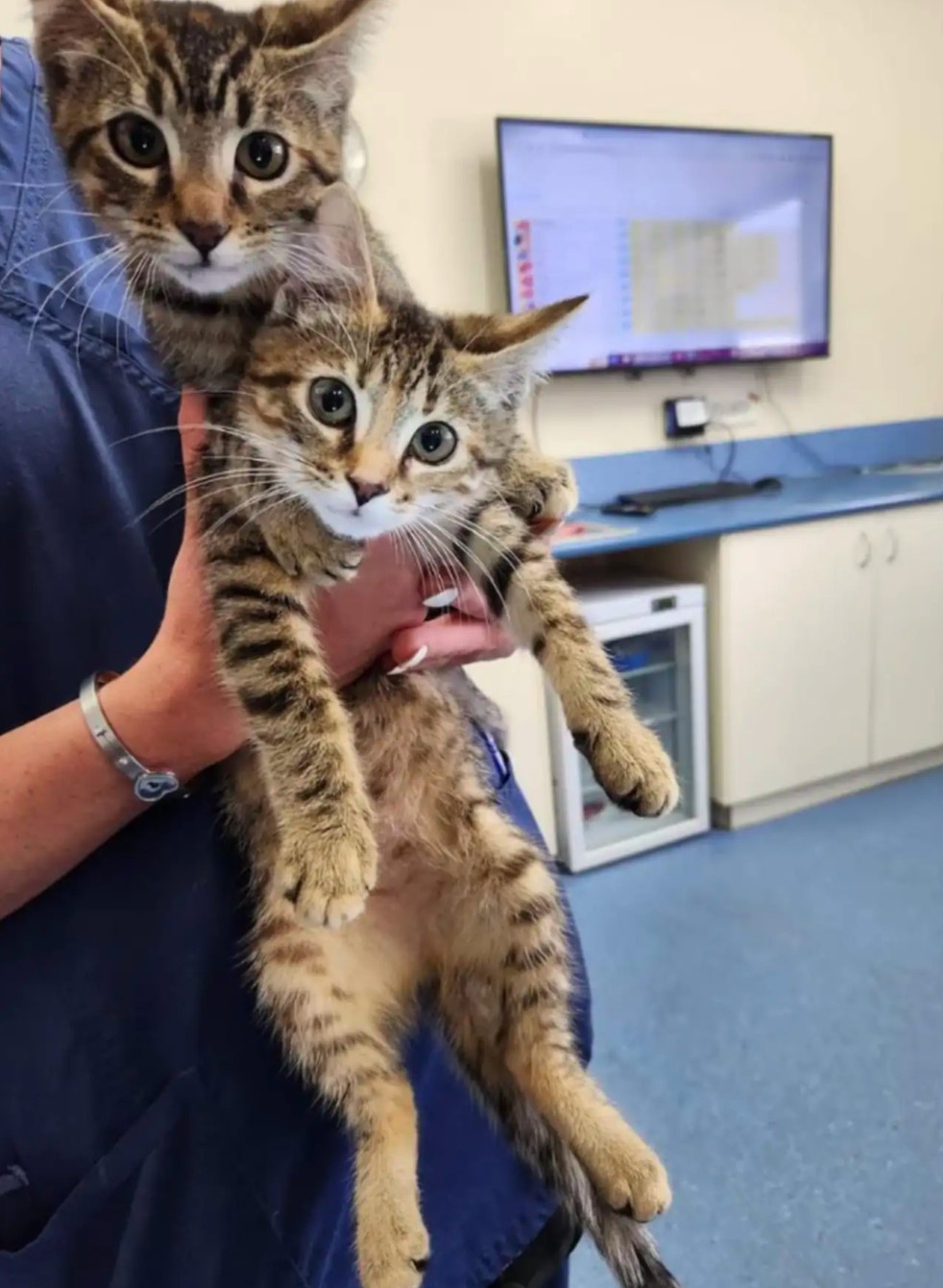 two cats at vet