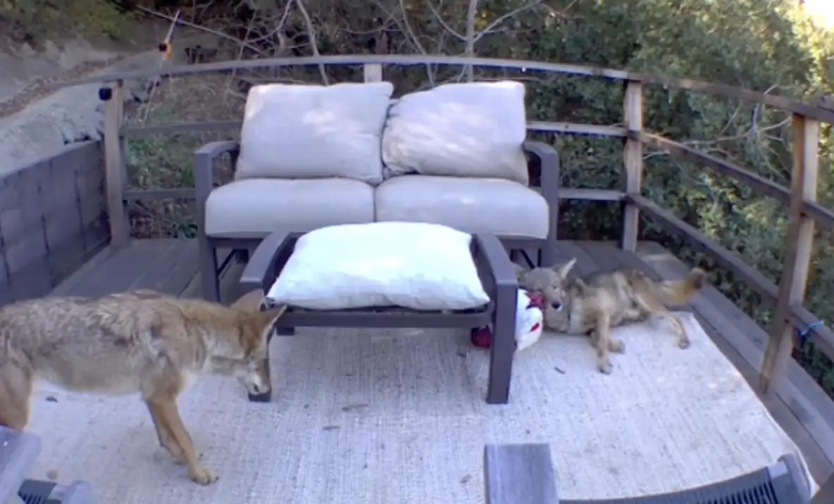 two coyotes on the patio