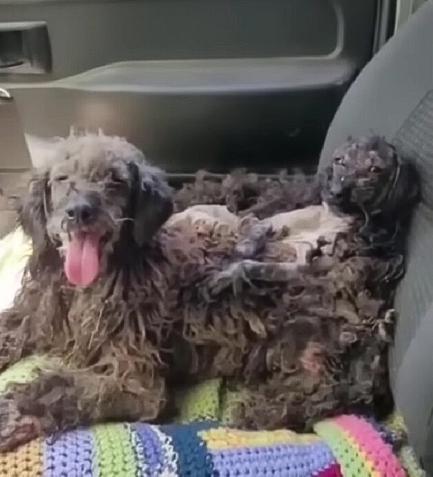 two dogs in the car