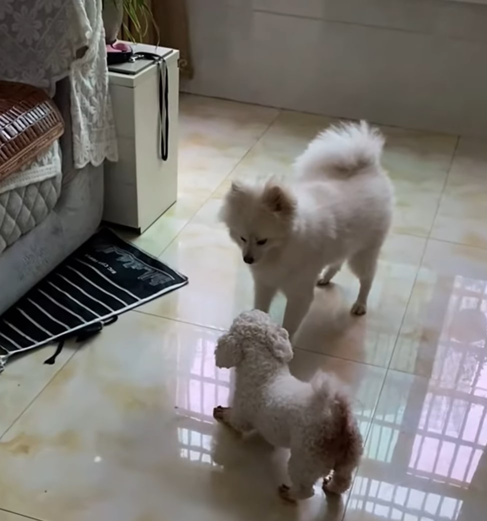 two dogs in the kitchen