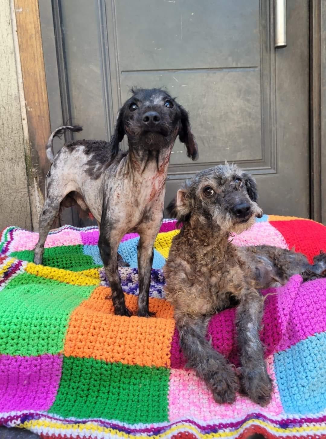 two dogs on a colorful blanket