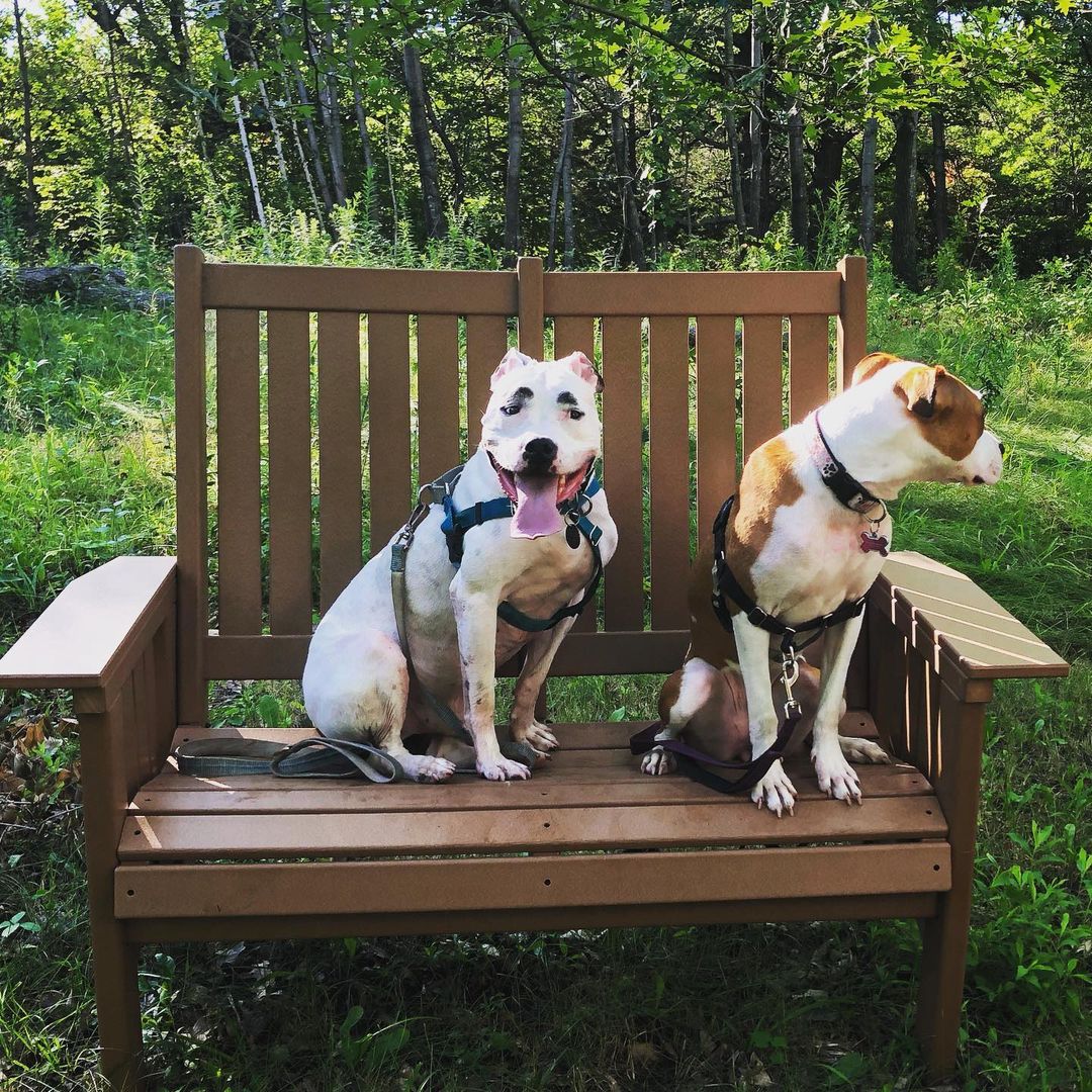 two dogs sitting on a bench