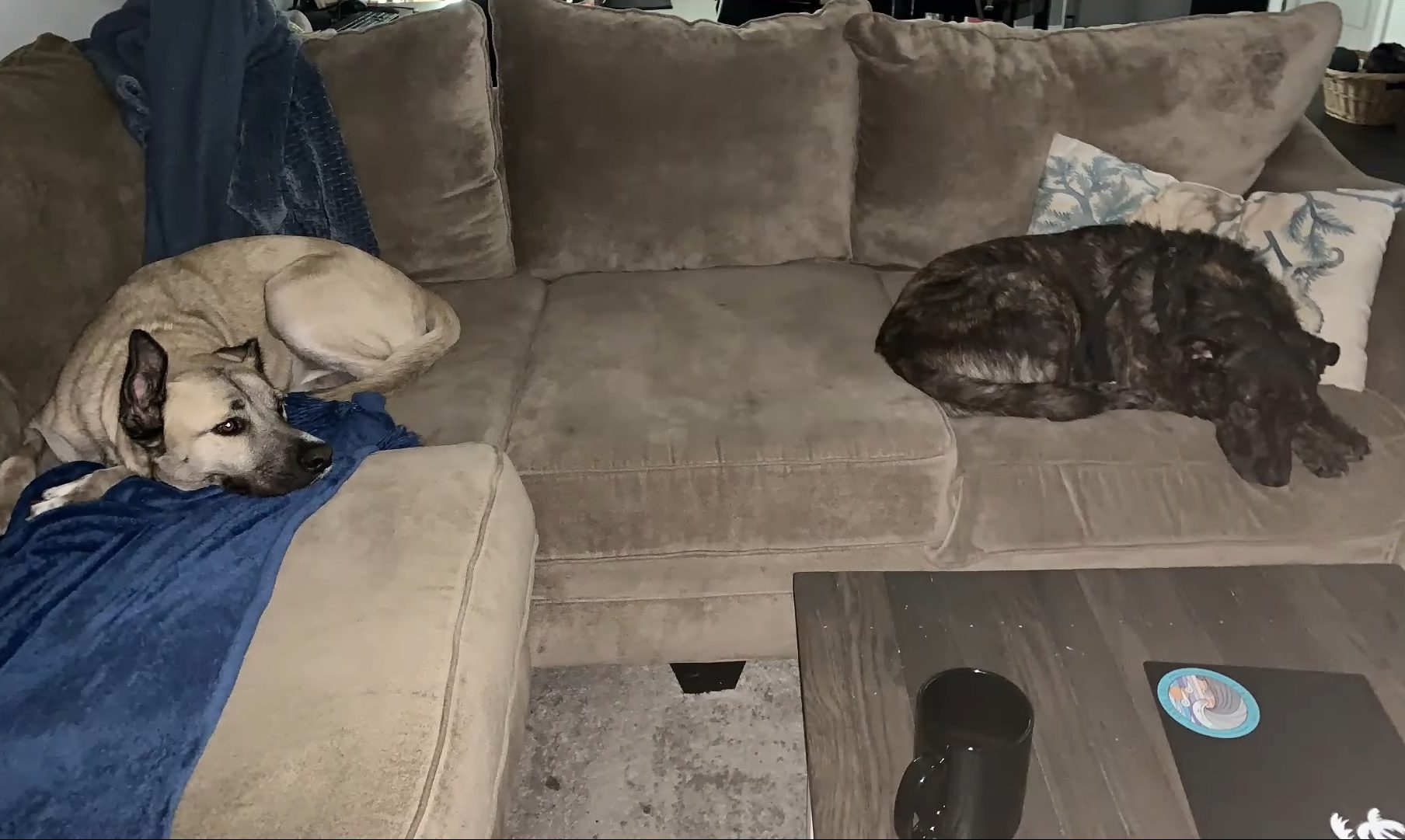 two dogs sleeping on the couch