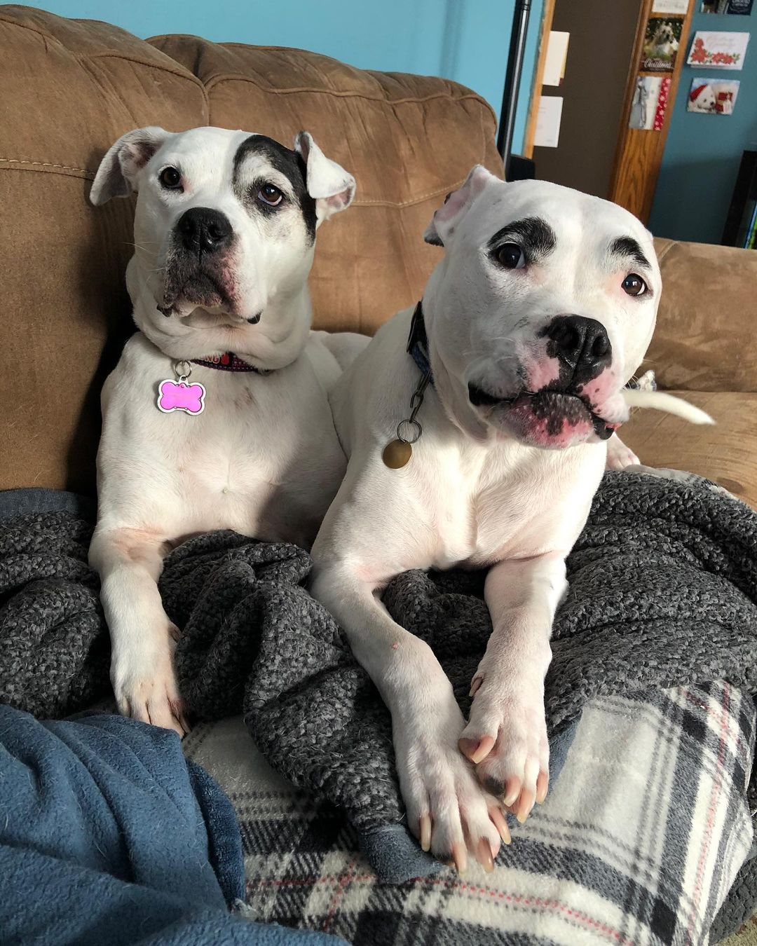 two dogs with eyebrows