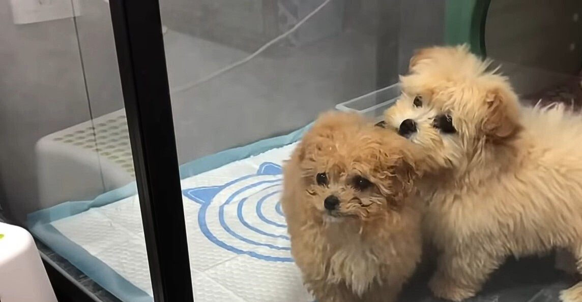 two fluffy puppies