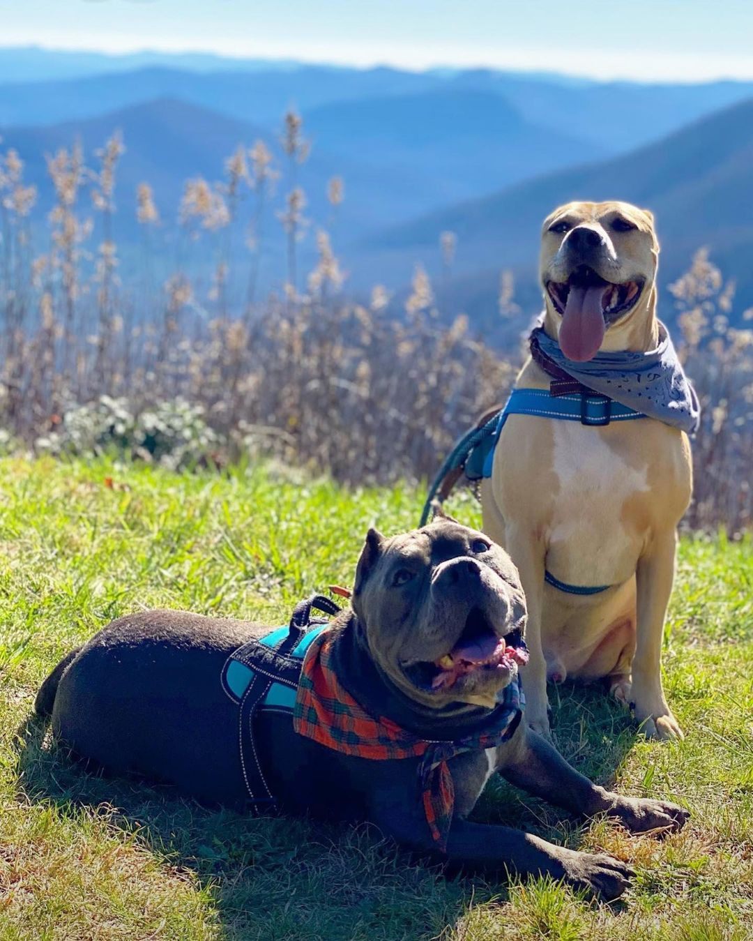 two happy dogs