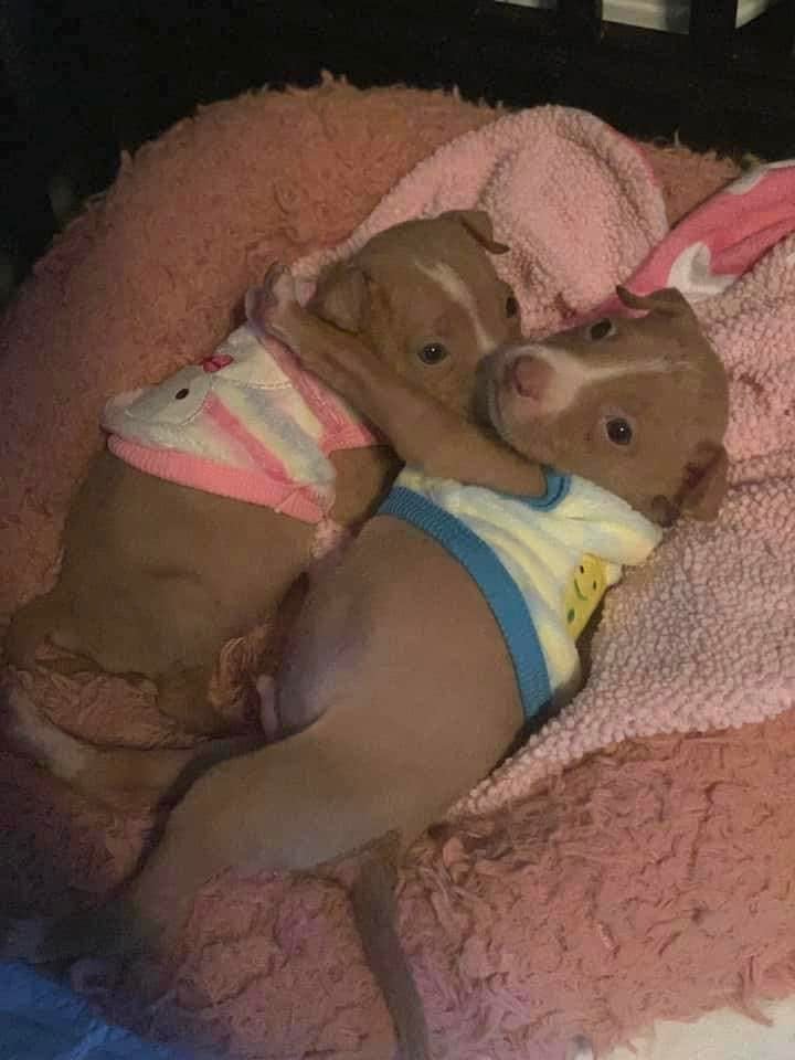two puppies hugging