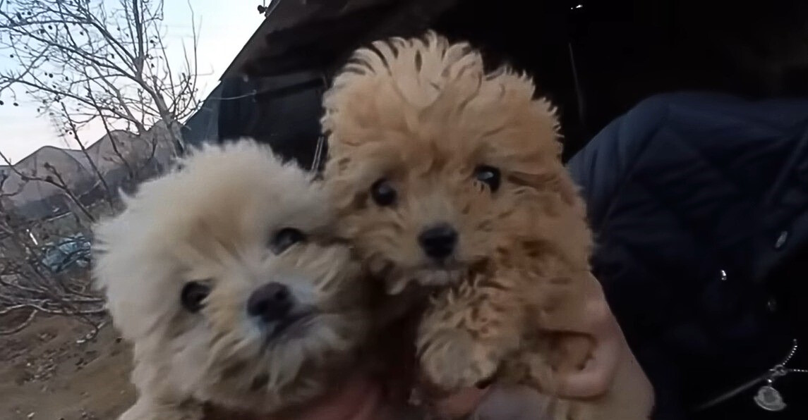 two sweet puppies