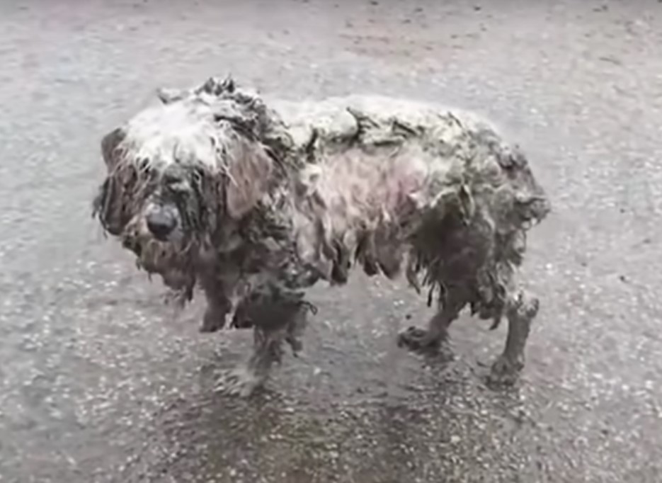 very matted dog