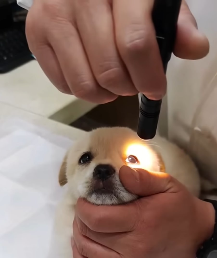 veterinarian examining puppy's eyes
