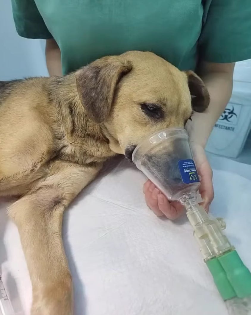 veterinarian inhale dog