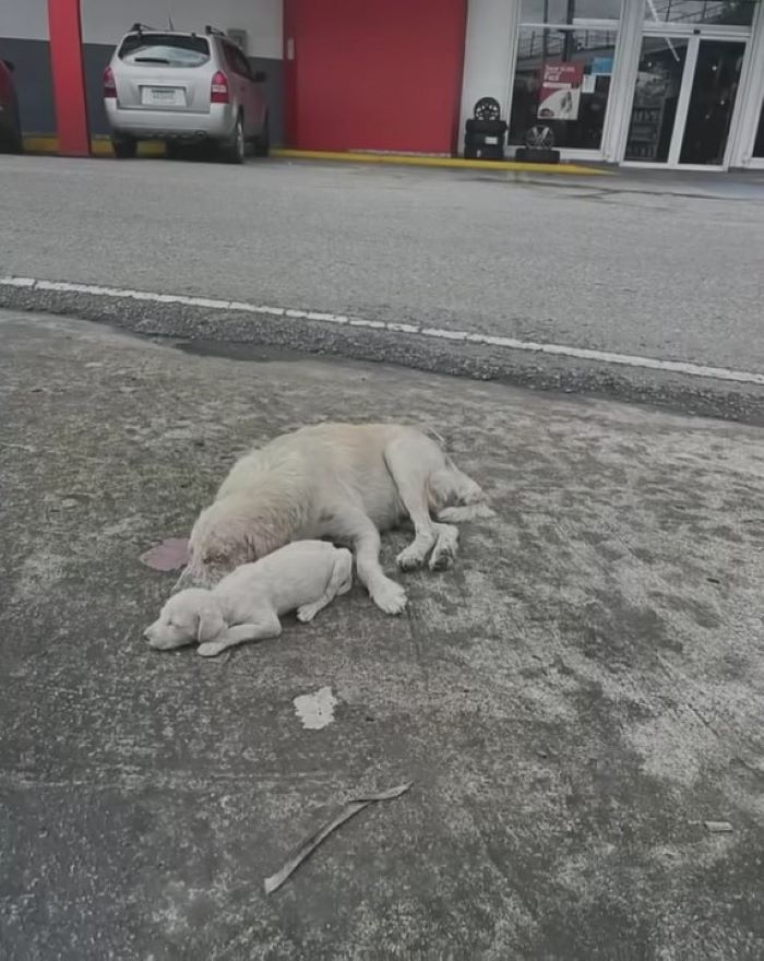 white dog and white puppy sleeping on a street