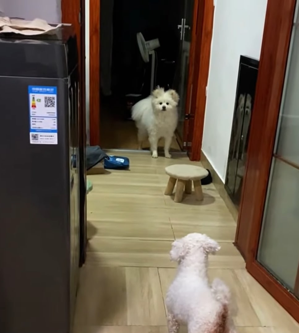 white dog at home