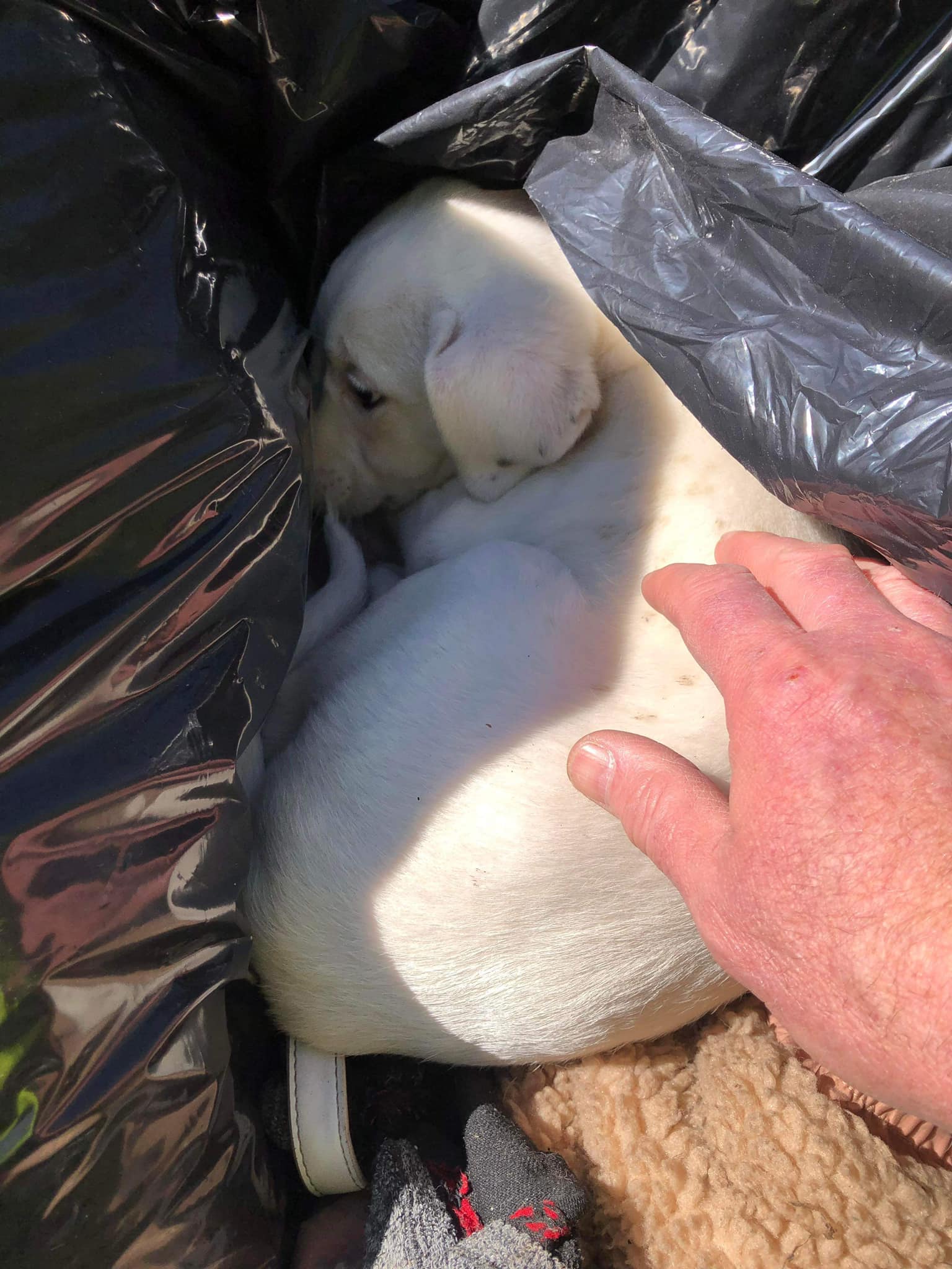 white dog in trash bag
