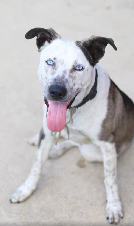 white dog with blue eyes