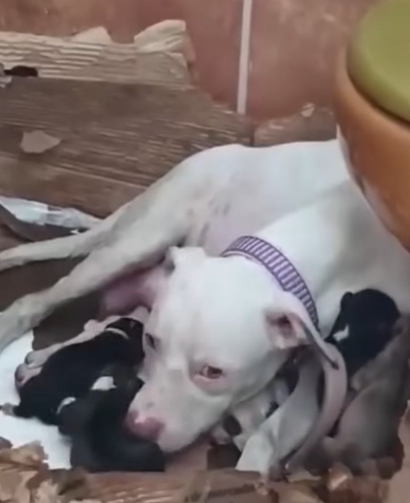 white mother dog and its puppies