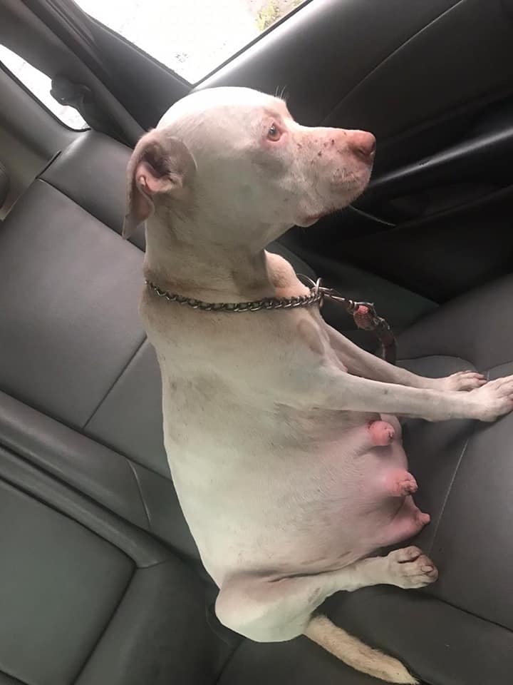 white old dog in a car