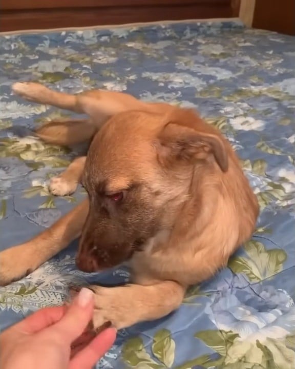 woman and dog handshaking