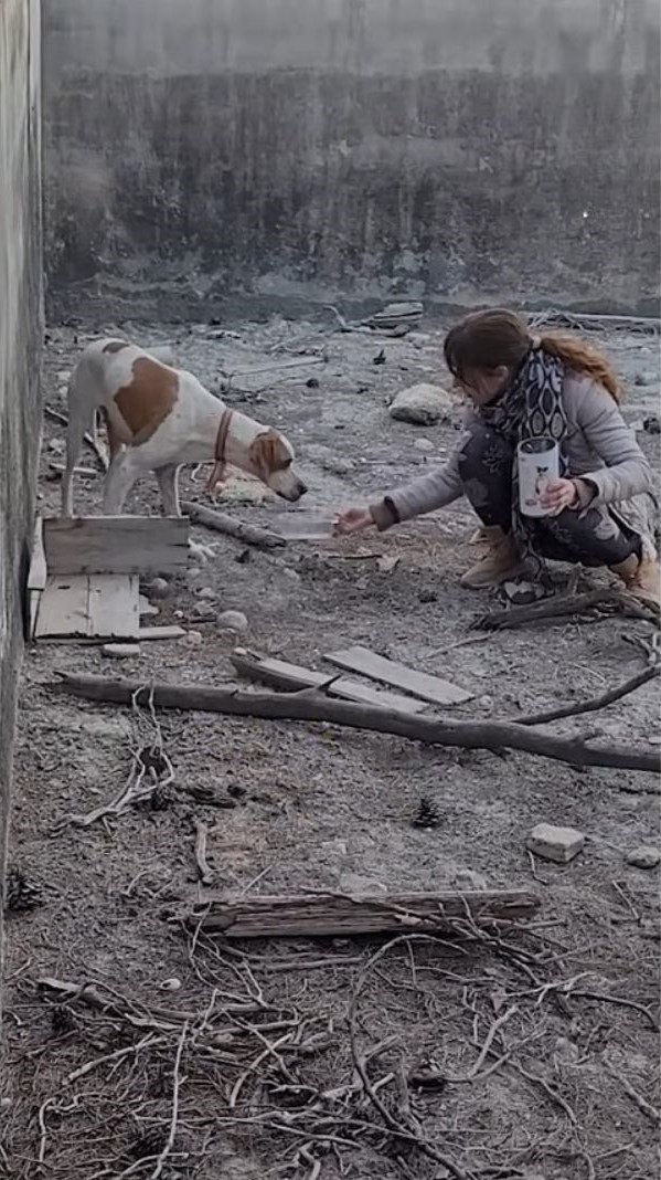 woman feeding brown and white dog