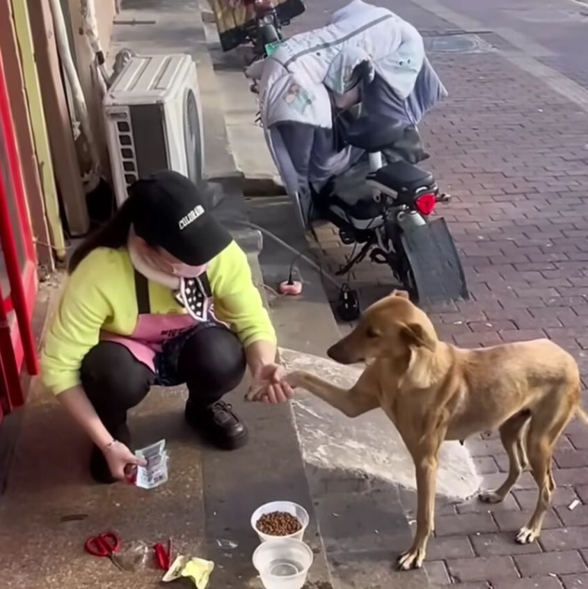 woman helping a stray dog